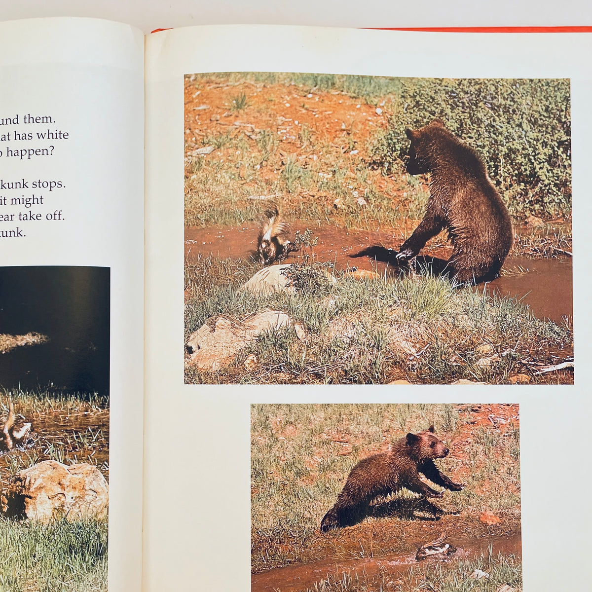Baby Bears and How They Grow (National Geographic Books for Young Explorers)