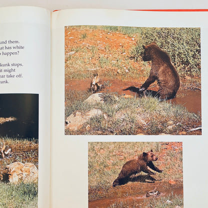 Baby Bears and How They Grow (National Geographic Books for Young Explorers)