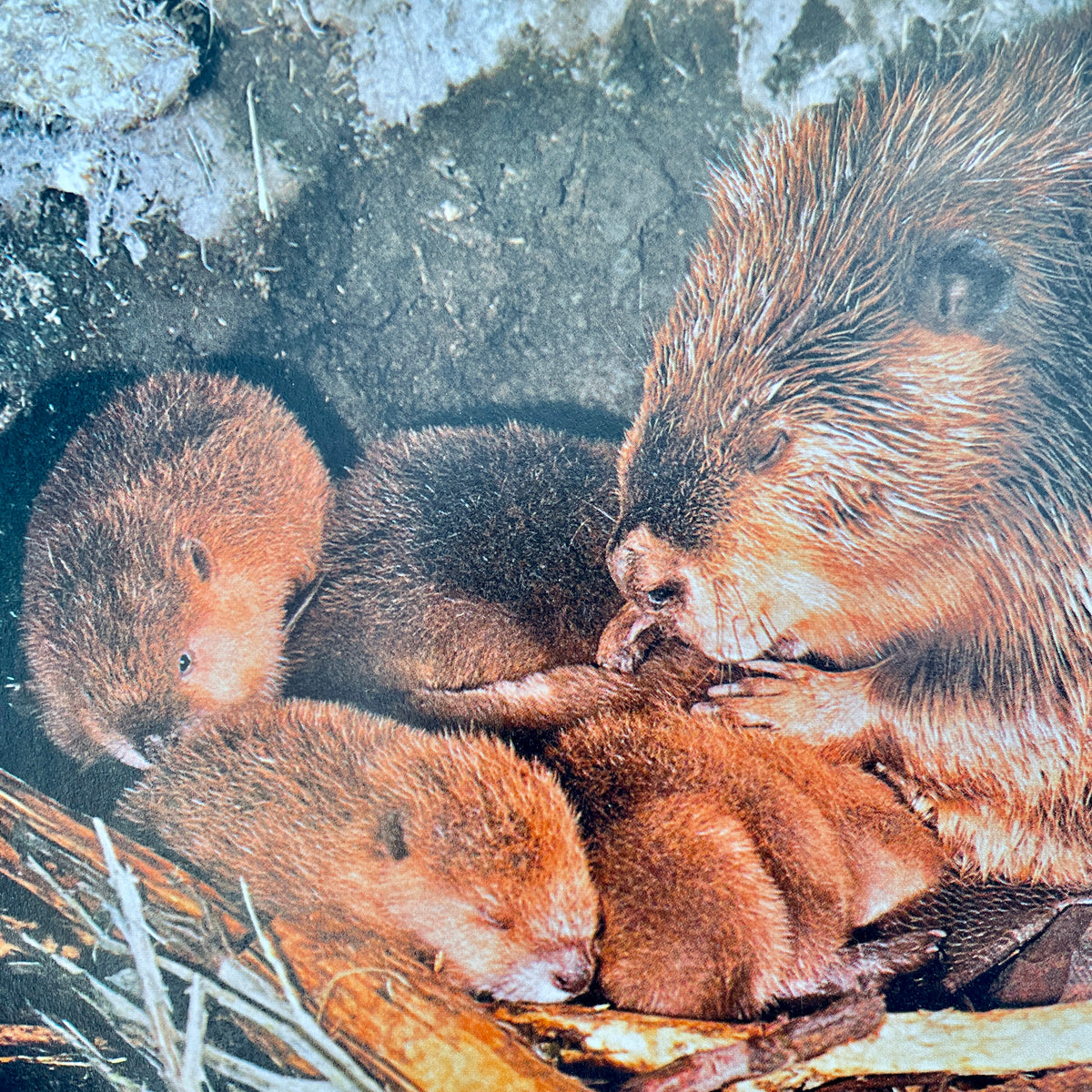 Animals That Build their Homes (National Geographic Books for Young Explorers)