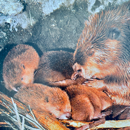 Animals That Build their Homes (National Geographic Books for Young Explorers)