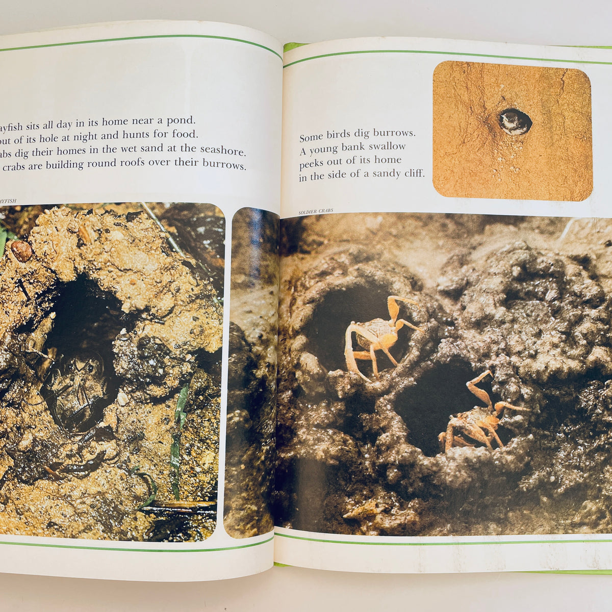 Animals That Build their Homes (National Geographic Books for Young Explorers)