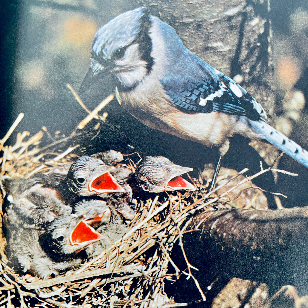 Animals That Build their Homes (National Geographic Books for Young Explorers)