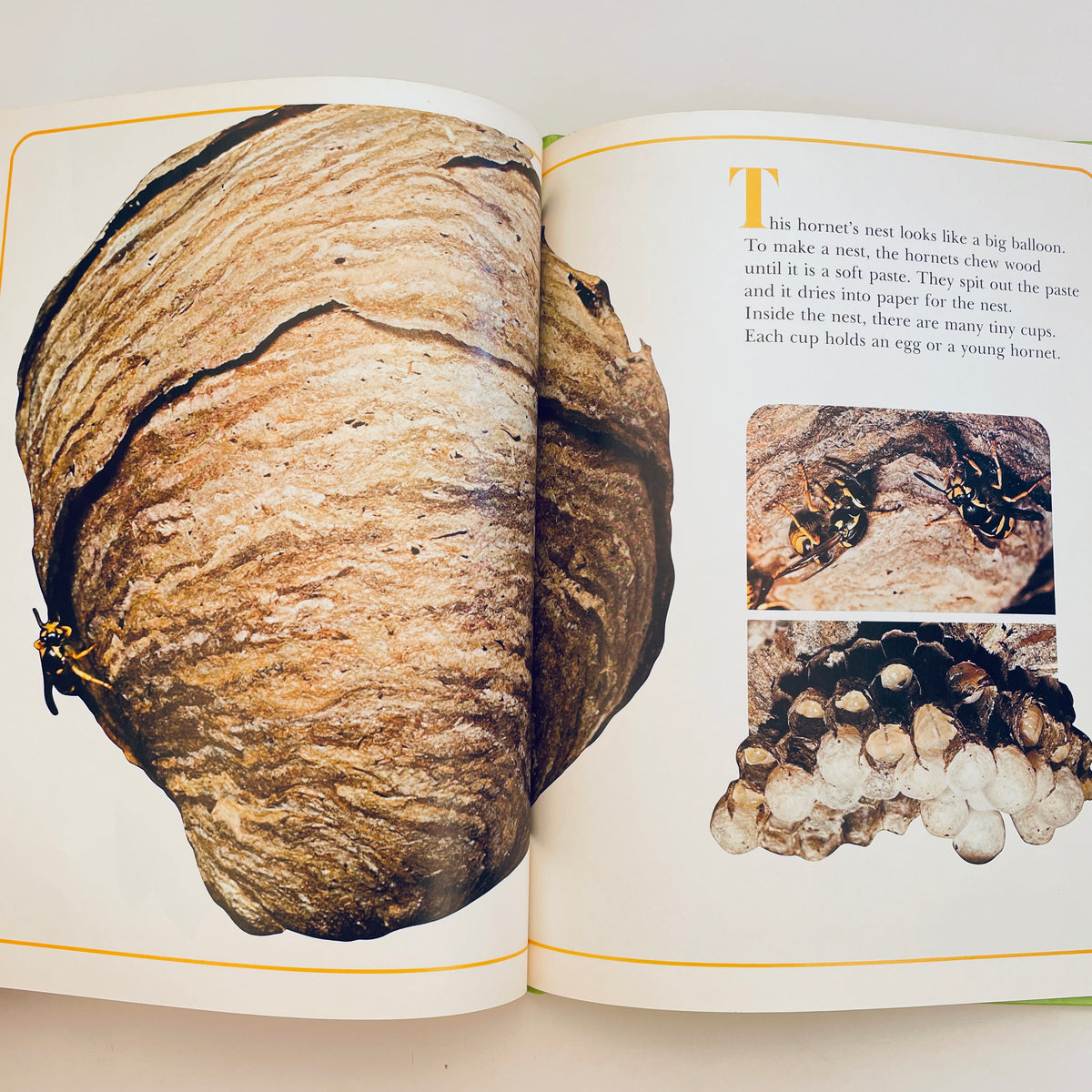 Animals That Build their Homes (National Geographic Books for Young Explorers)