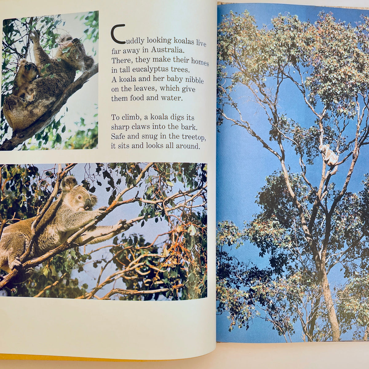 Animals That Live in Trees (National Geographic Books for Young Explorers)