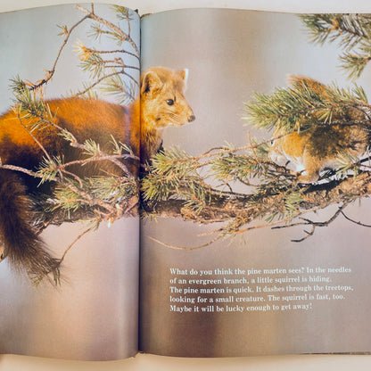Animals That Live in Trees (National Geographic Books for Young Explorers)