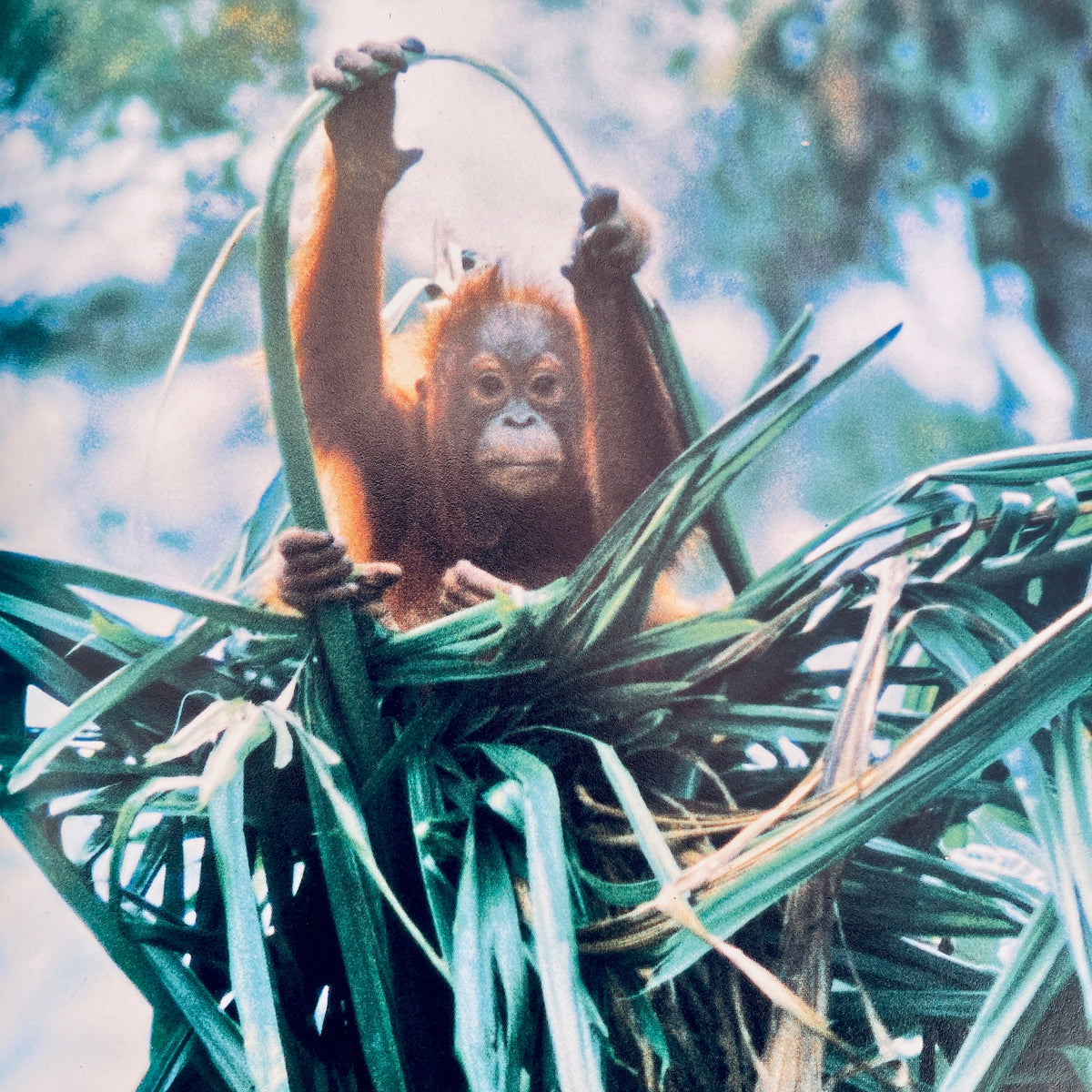 Animals That Live in Trees (National Geographic Books for Young Explorers)