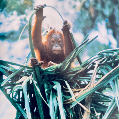 Animals That Live in Trees (National Geographic Books for Young Explorers)
