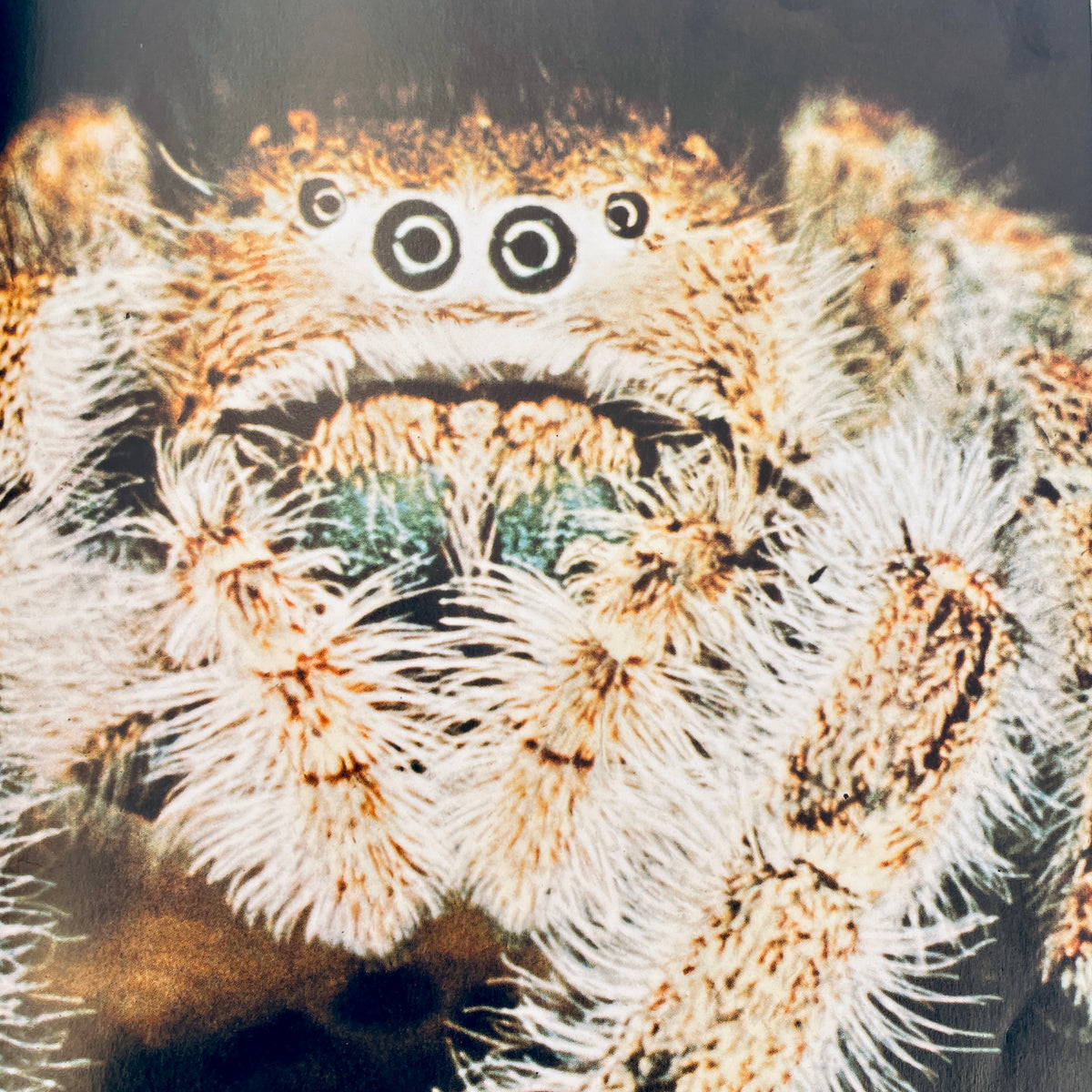 Spiders (National Geographic Books for Young Explorers)