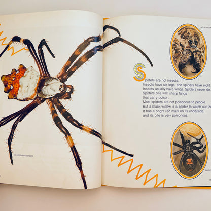 Spiders (National Geographic Books for Young Explorers)