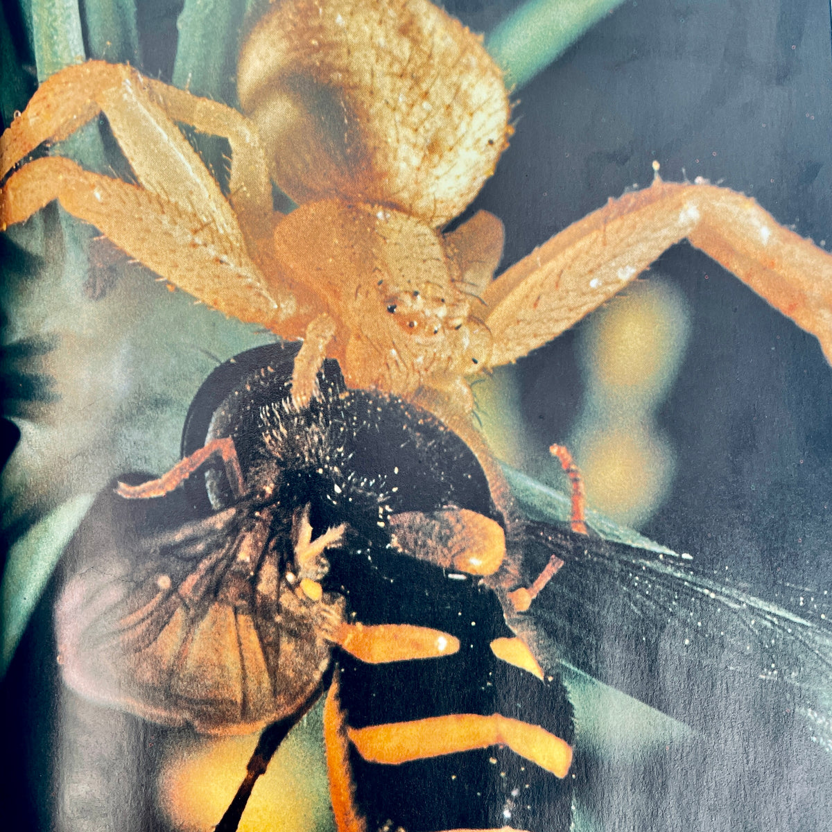 Spiders (National Geographic Books for Young Explorers)
