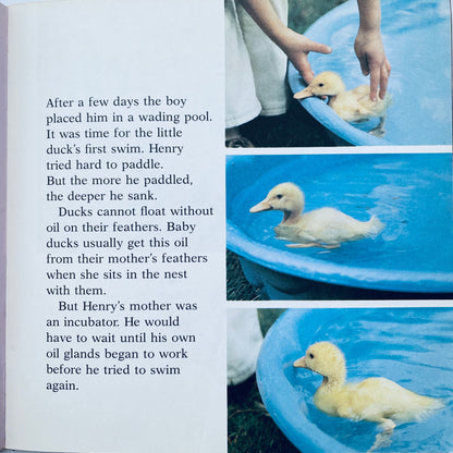 The Little Duck