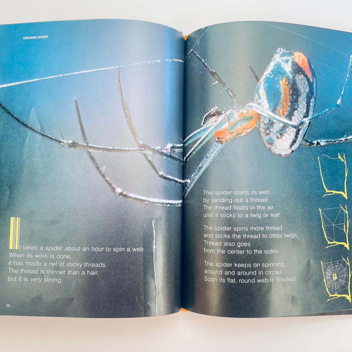 Spiders (National Geographic Books for Young Explorers)