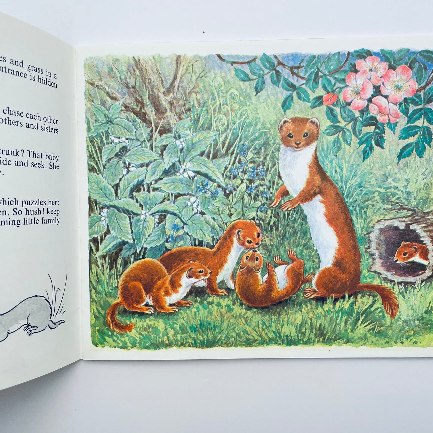 Let's Meet Some Baby Animals