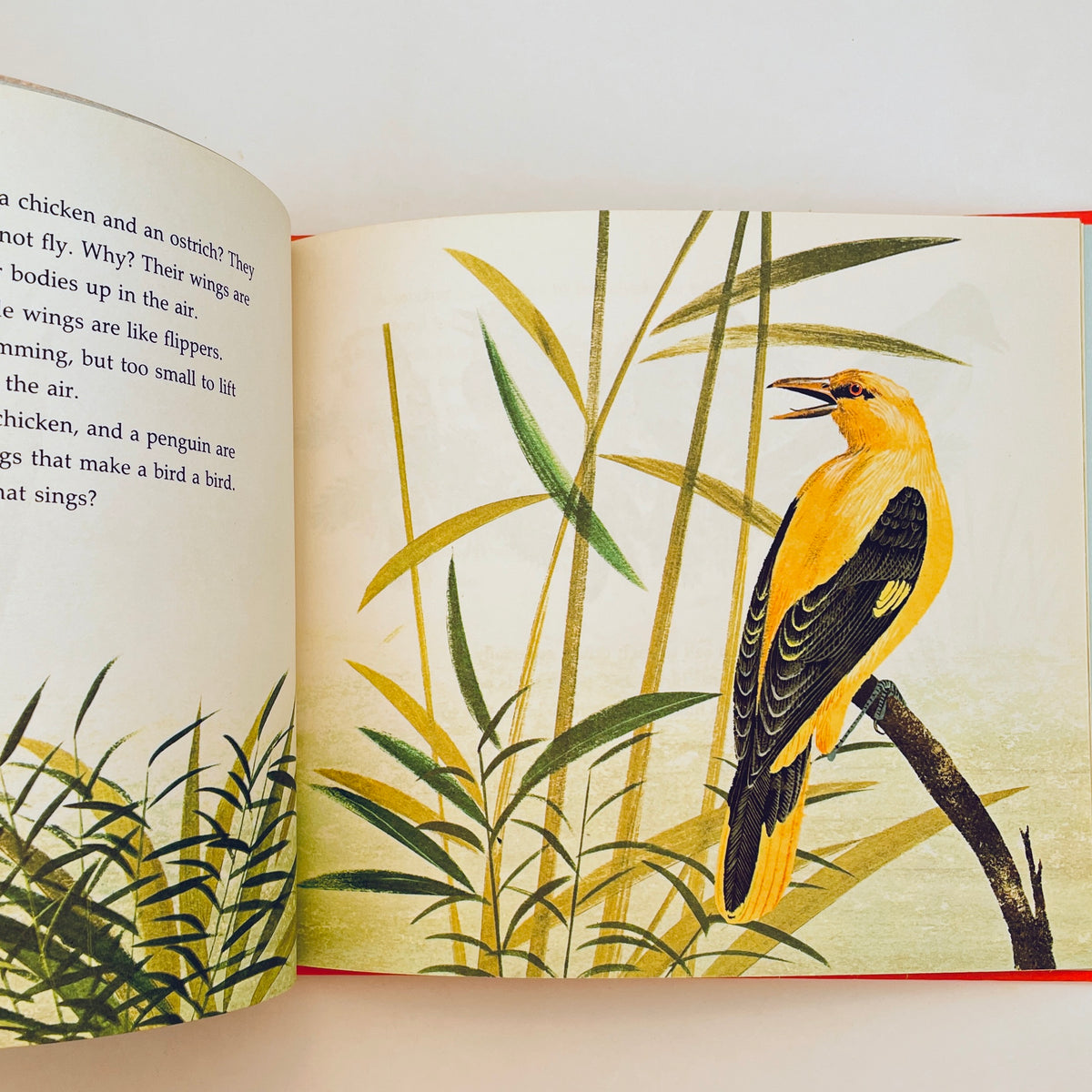 What Makes a Bird a Bird?