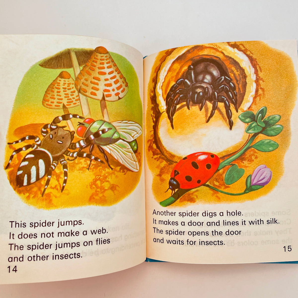 Spiders (Wonder Starters)