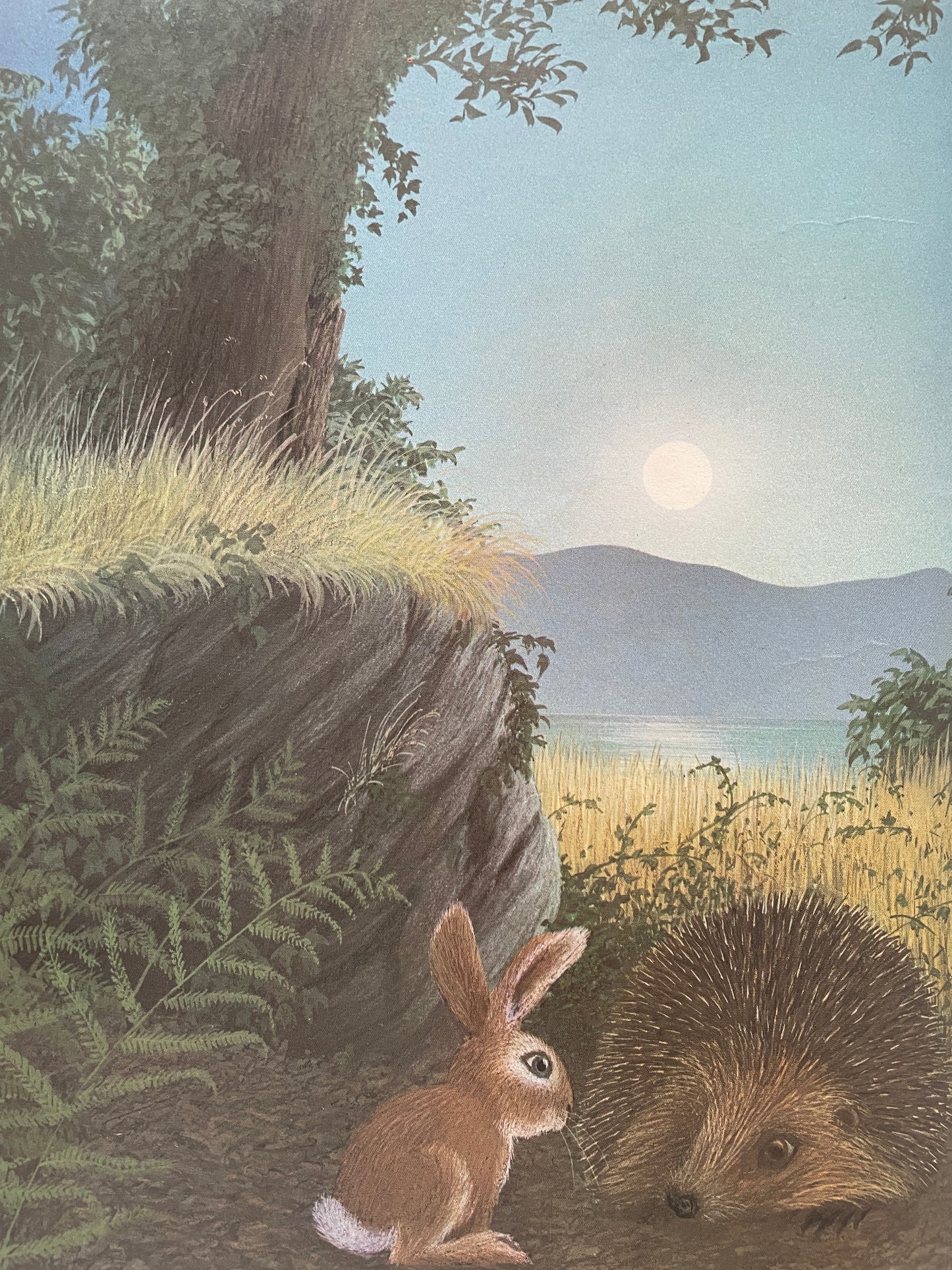 Rabbit Island