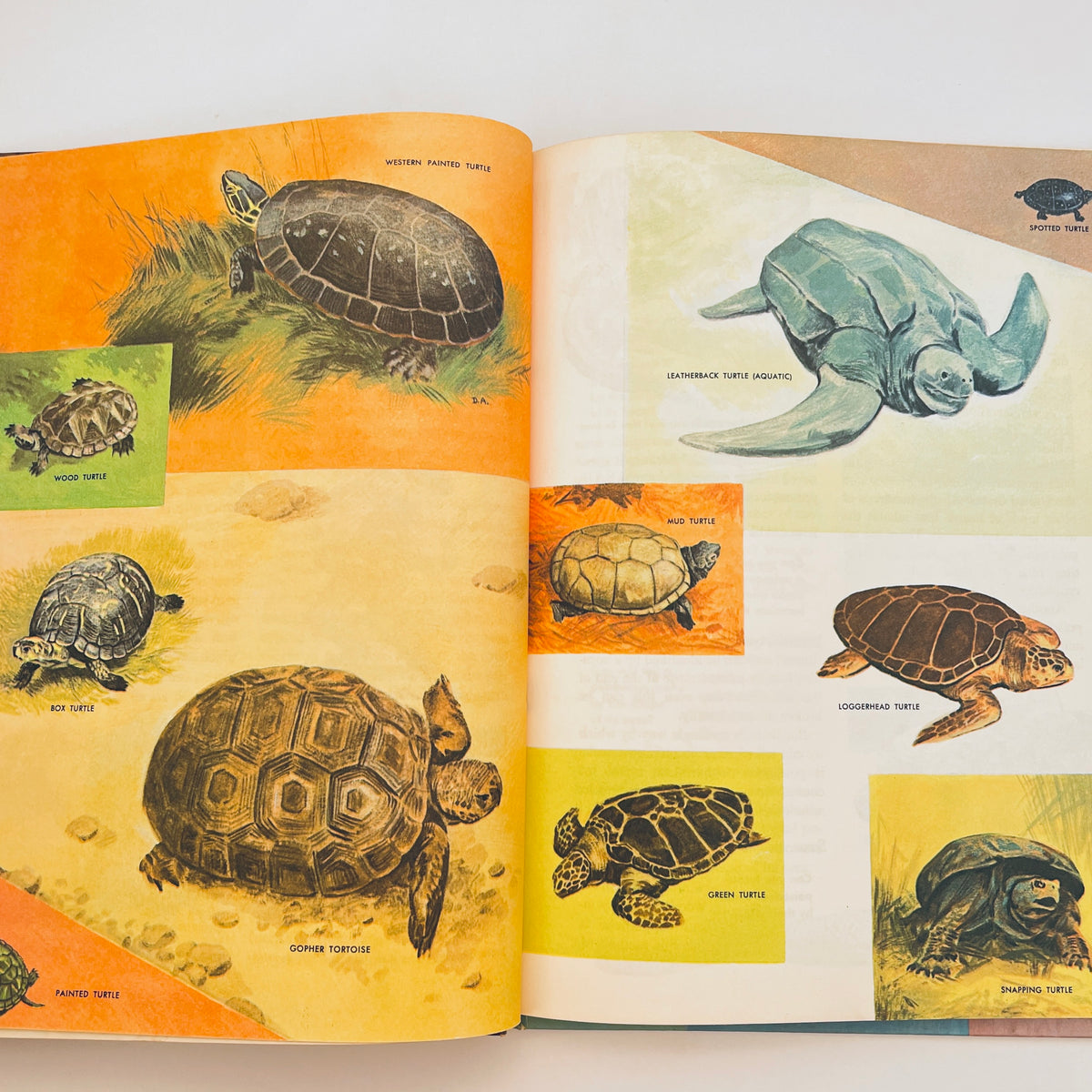 The How and Why Wonder Book of Reptiles and Amphibians