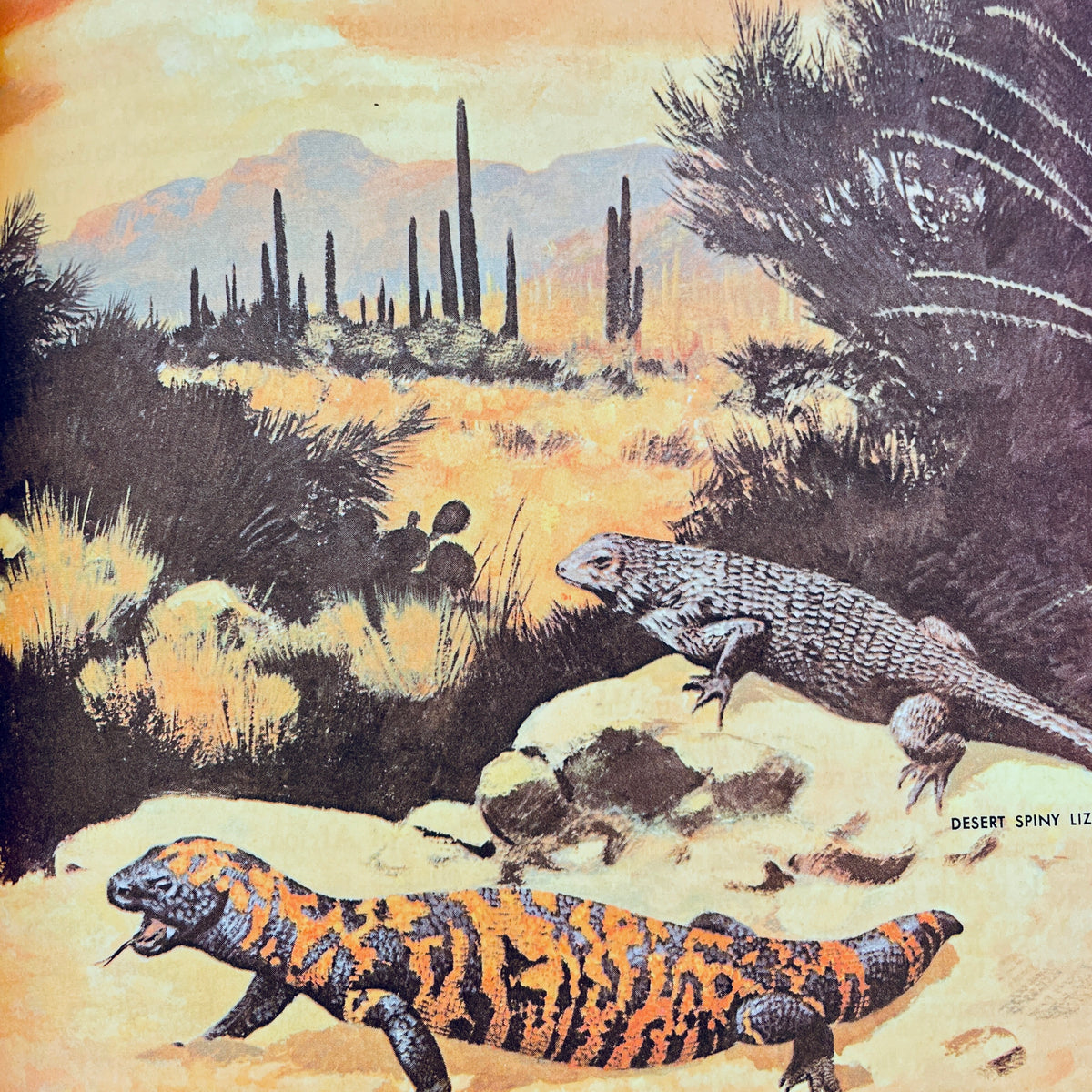 The How and Why Wonder Book of Reptiles and Amphibians