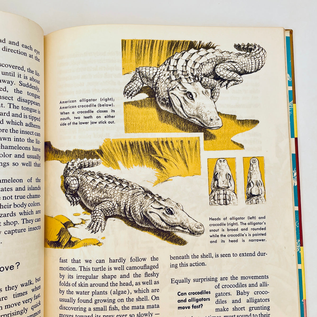 The How and Why Wonder Book of Reptiles and Amphibians