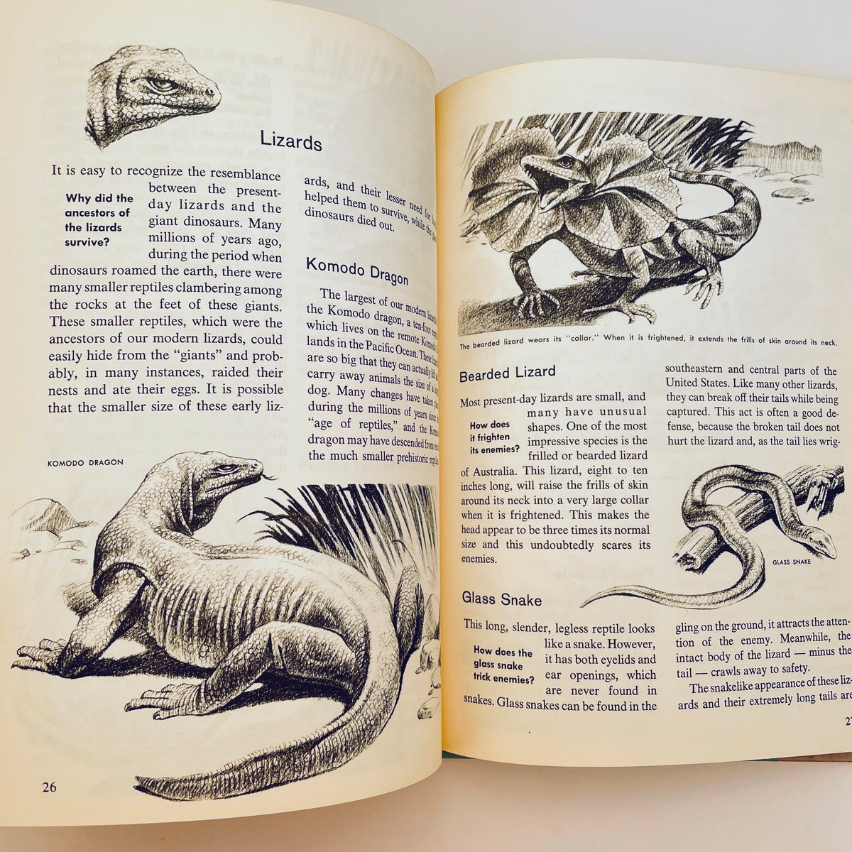 The How and Why Wonder Book of Reptiles and Amphibians