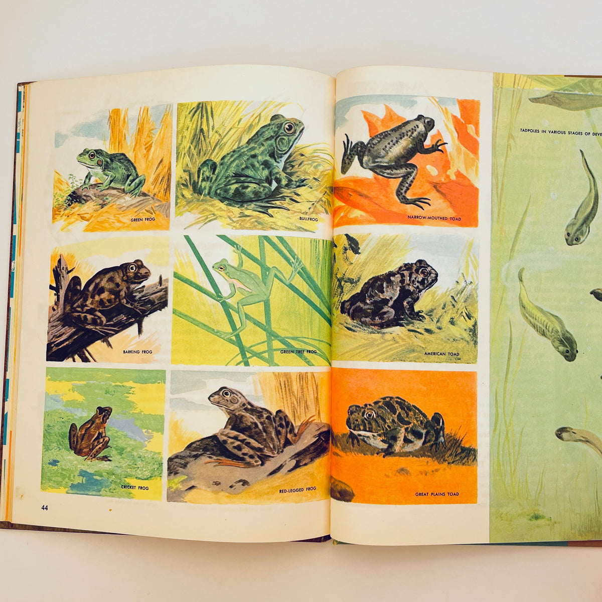 The How and Why Wonder Book of Reptiles and Amphibians