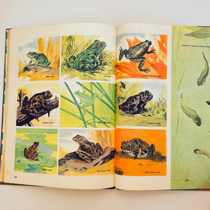 The How and Why Wonder Book of Reptiles and Amphibians