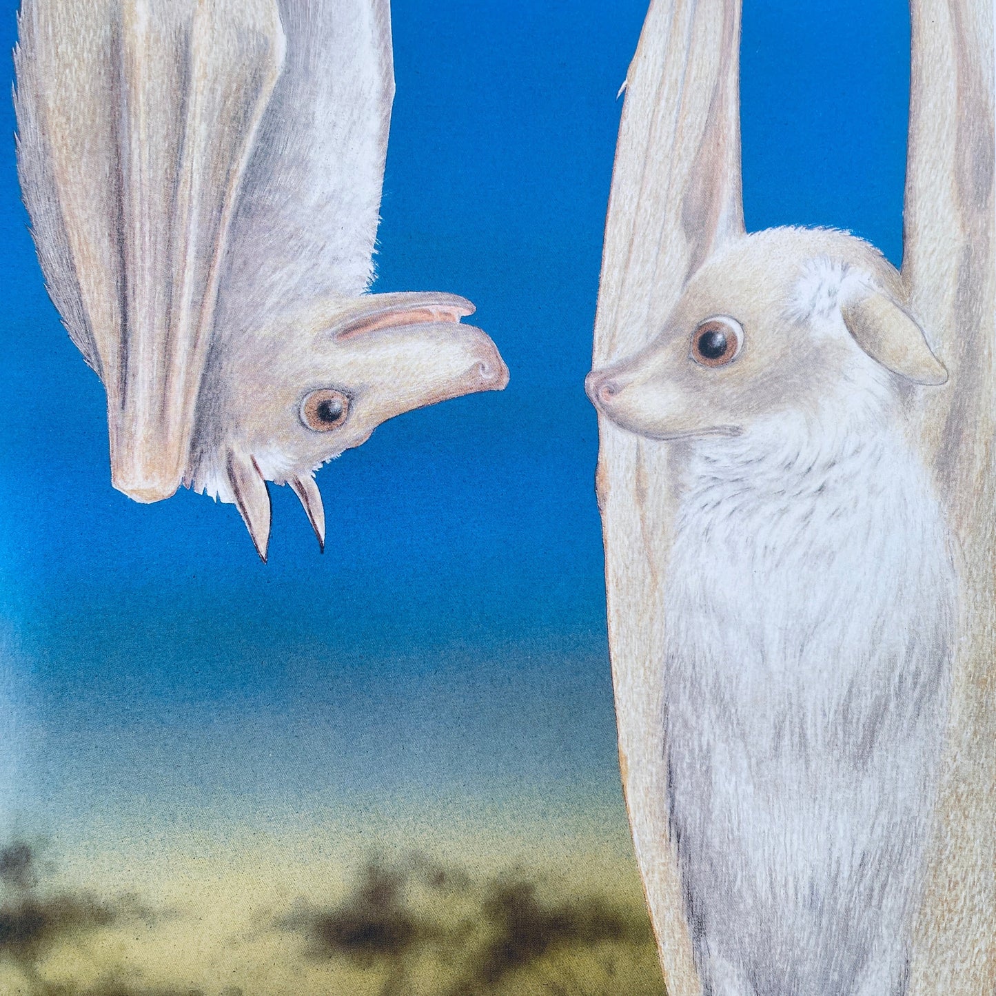 Stellaluna