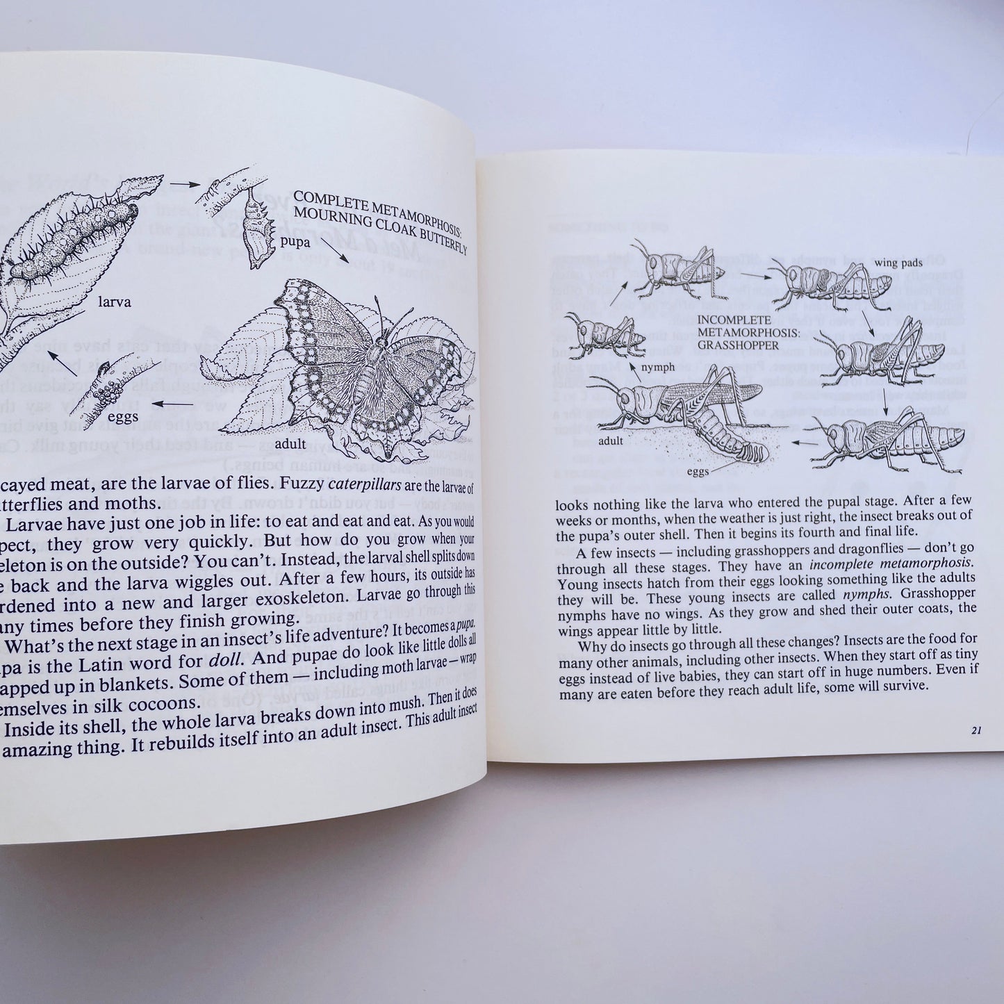 Looking at Insects: A Book of Things to See and Do
