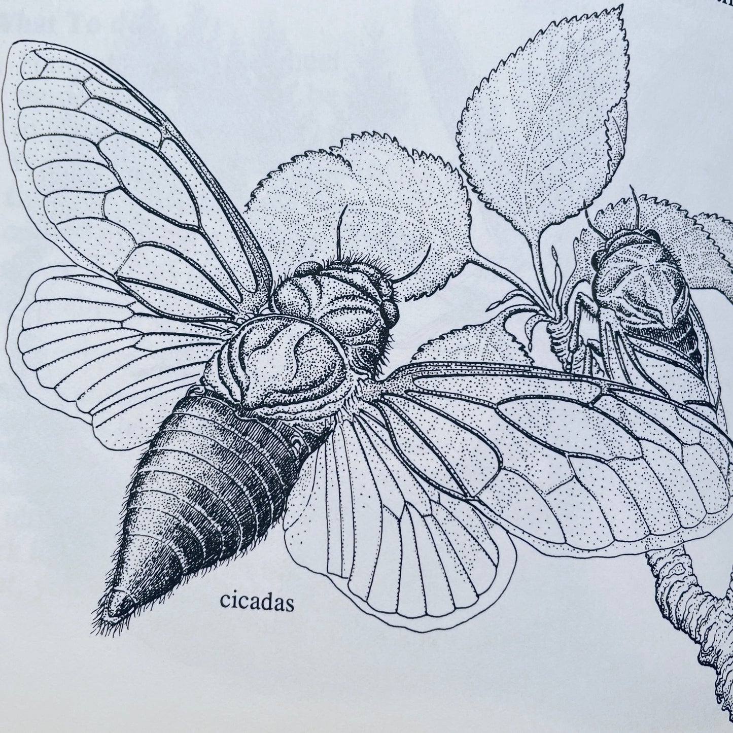 Looking at Insects: A Book of Things to See and Do