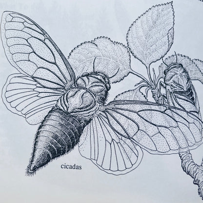 Looking at Insects: A Book of Things to See and Do