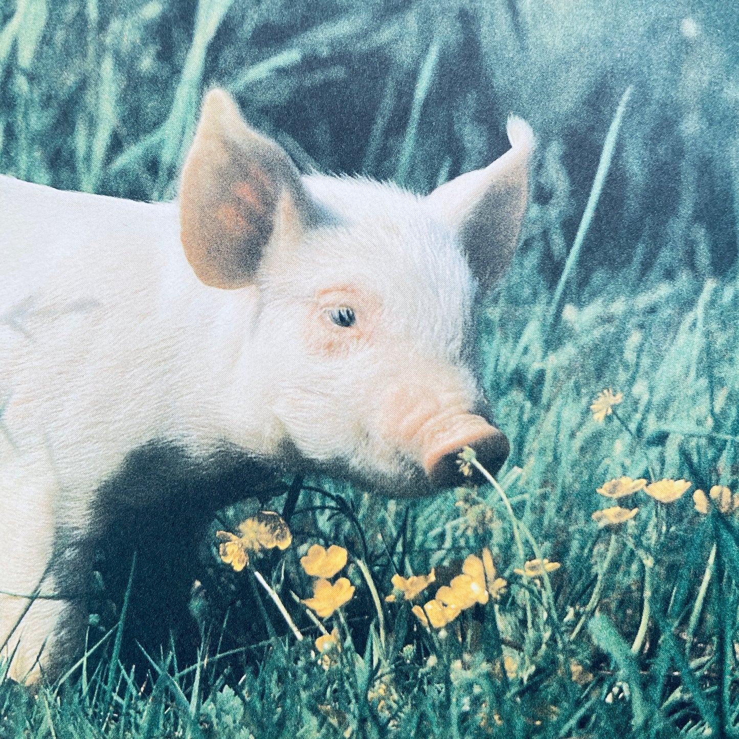 The Little Pig