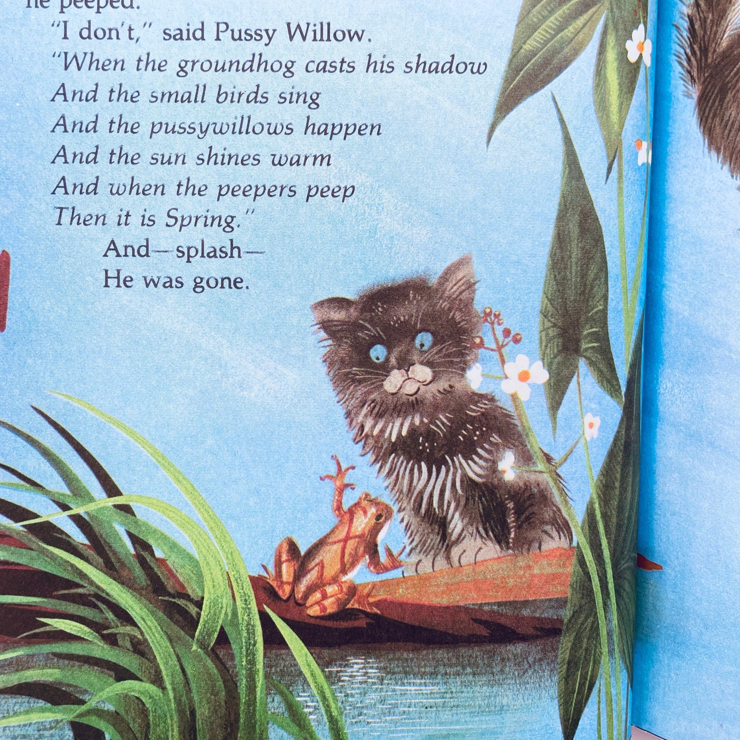 Pussy Willow