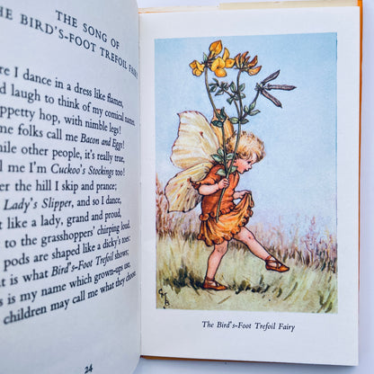 Flower Fairies of the Summer