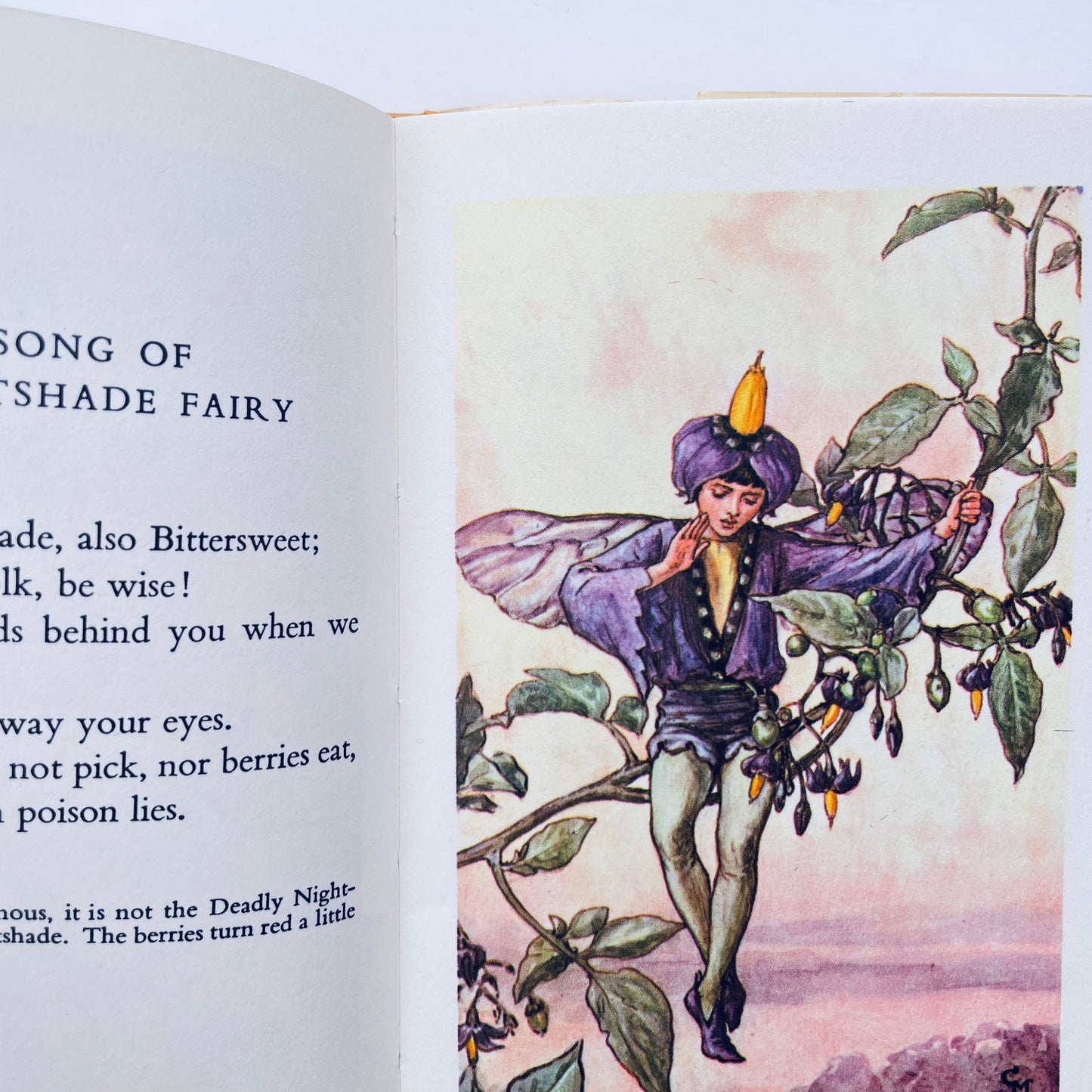 Flower Fairies of the Summer