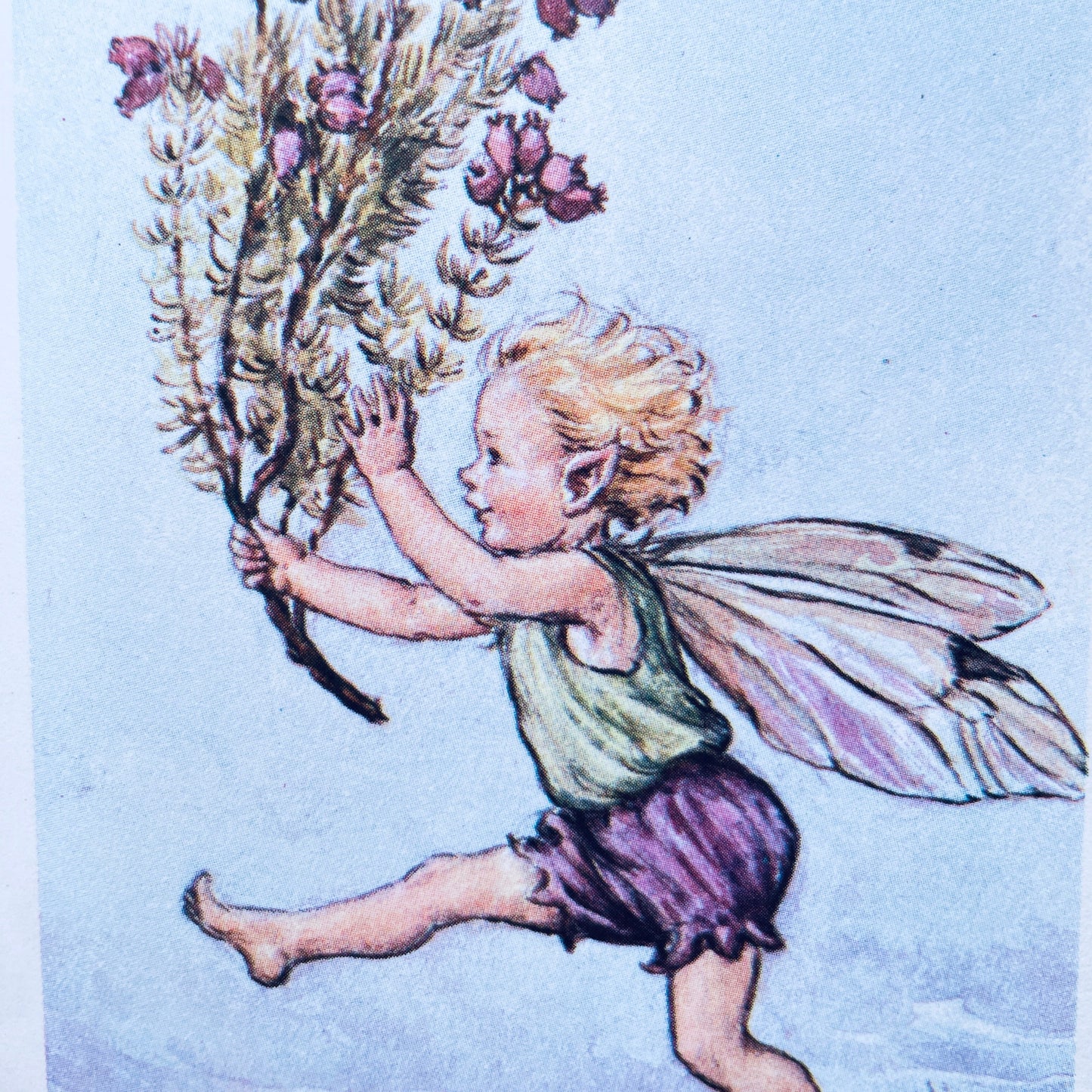 Flower Fairies of the Summer