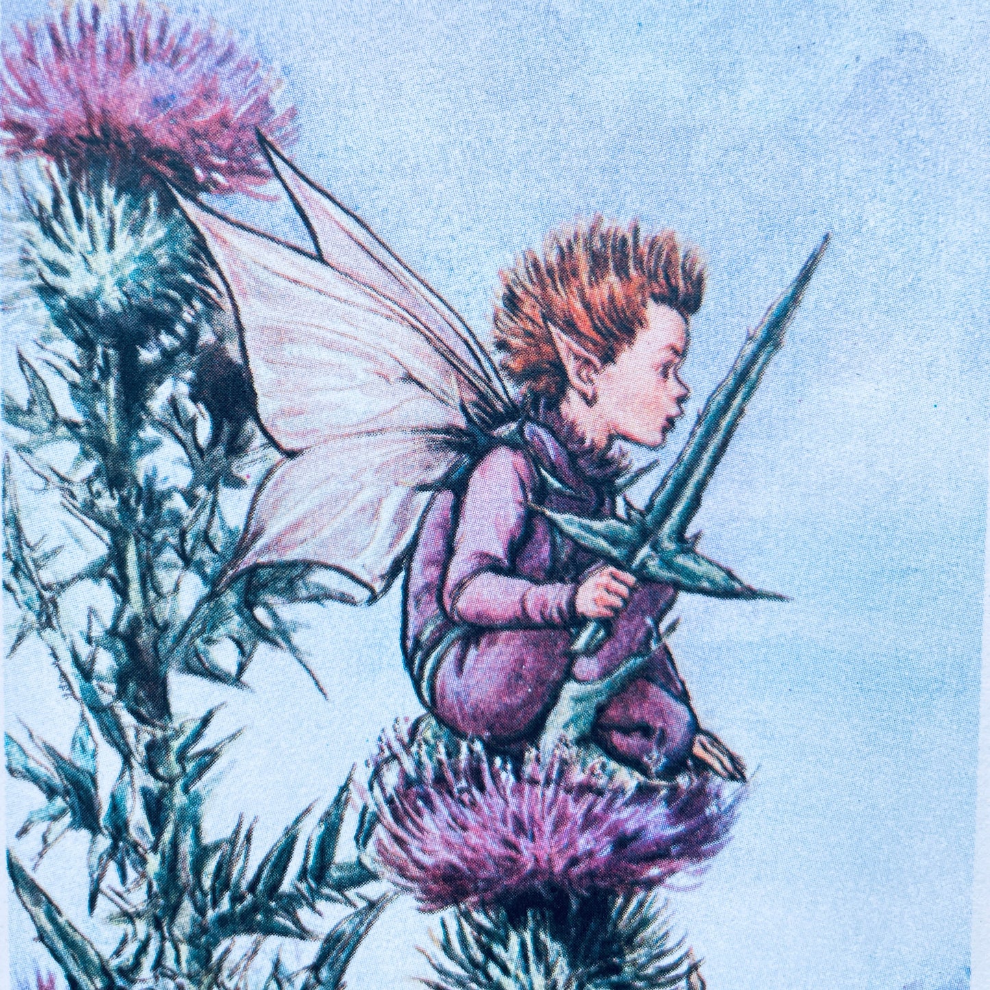 Flower Fairies of the Summer