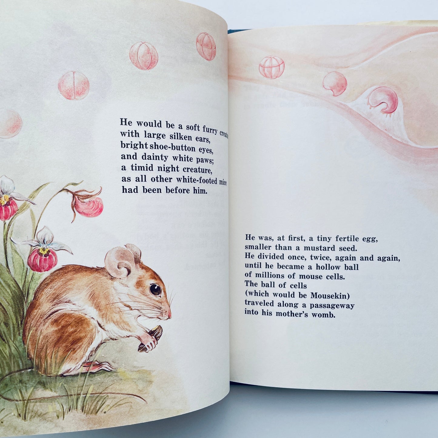 Mousekin's Woodland Birthday
