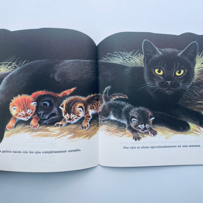 Los Gatitos (Kittens Are Like That–Spanish)