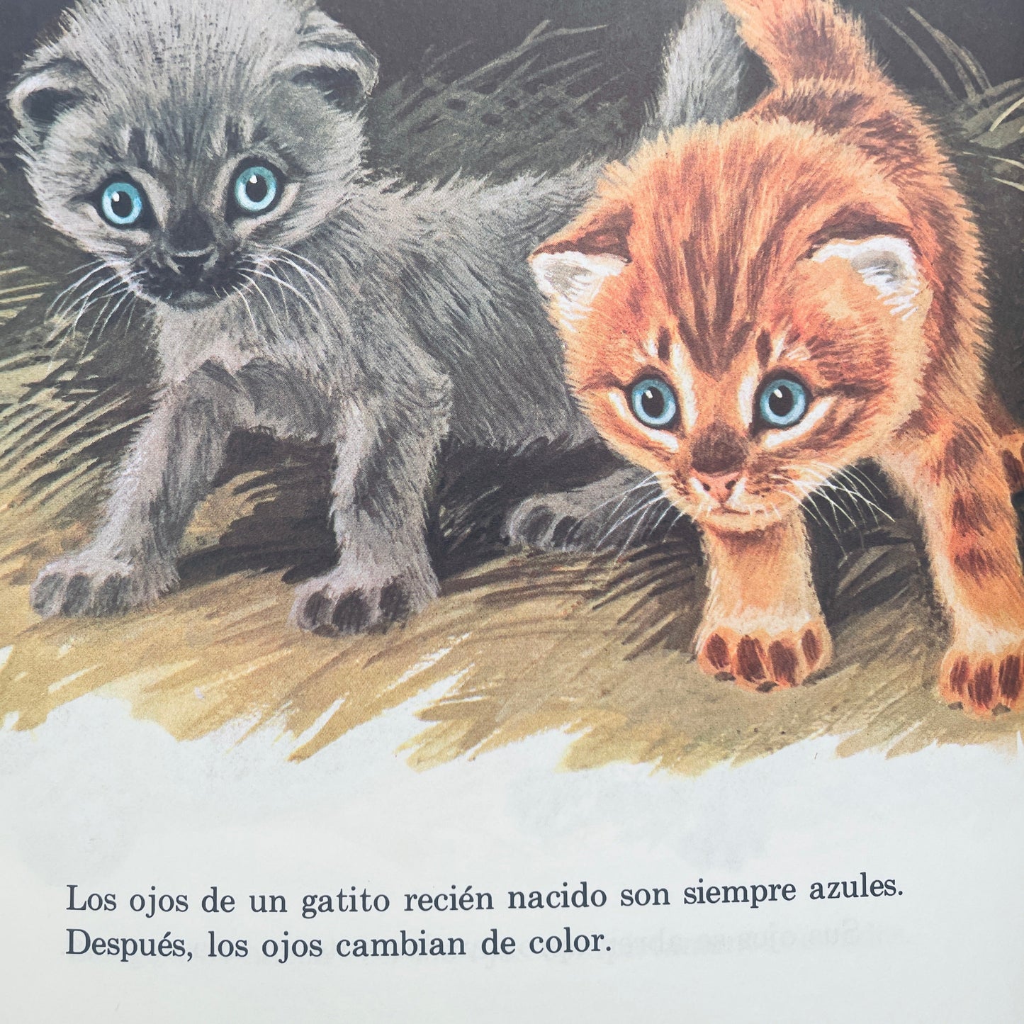 Los Gatitos (Kittens Are Like That–Spanish)