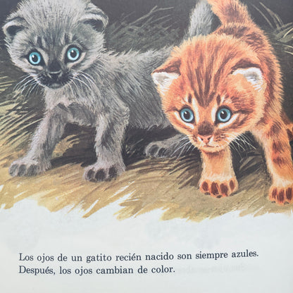 Los Gatitos (Kittens Are Like That–Spanish)