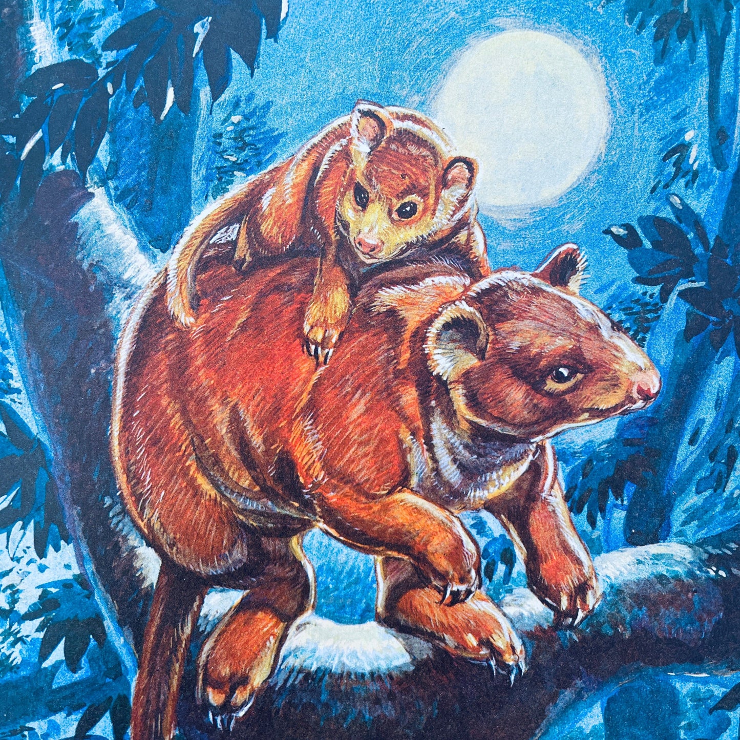 Russ the Australian Tree Kangaroo