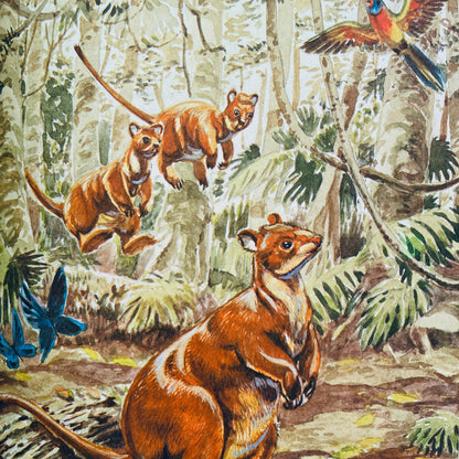 Russ the Australian Tree Kangaroo