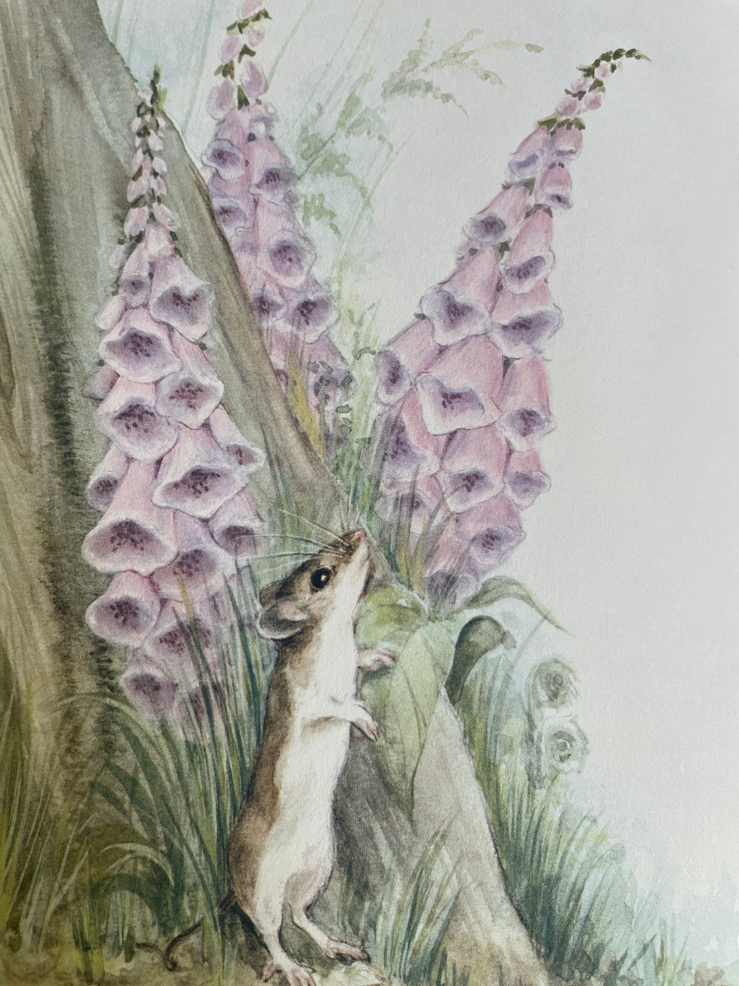 Mousekin Finds a Friend