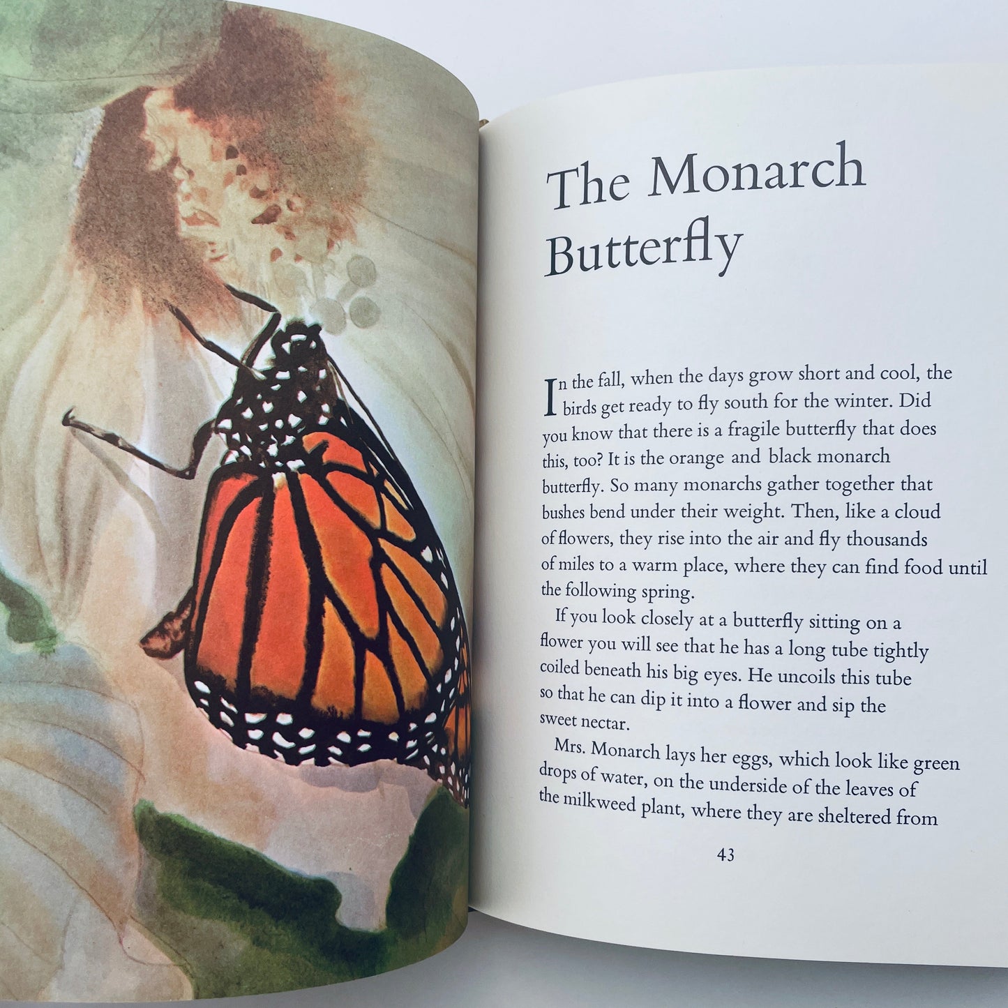 Animals At My Doorstep