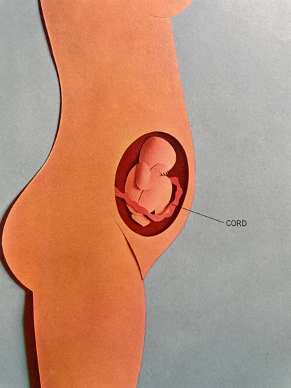 How Babies Are Made