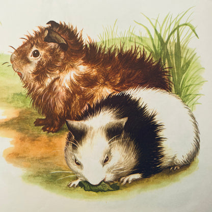 Baby Farm Animals