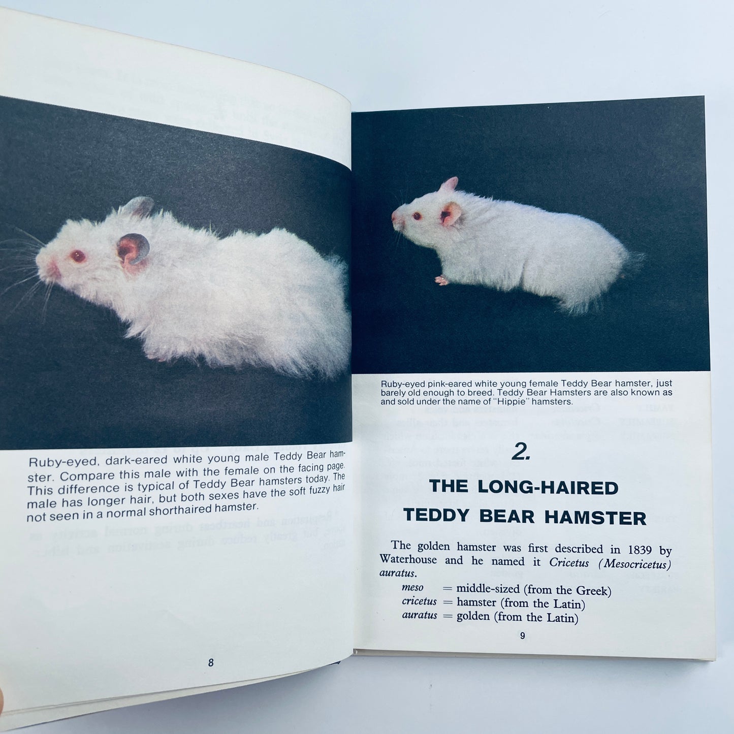Teddy Bear Hamsters