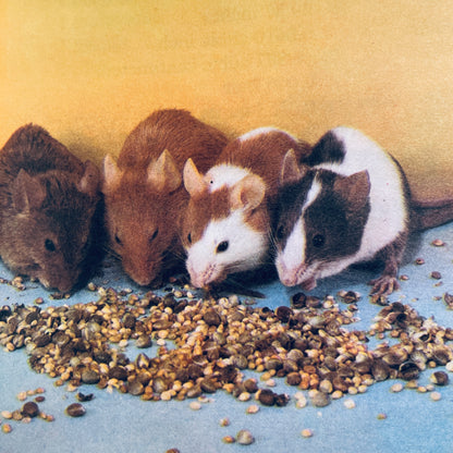 Teddy Bear Hamsters