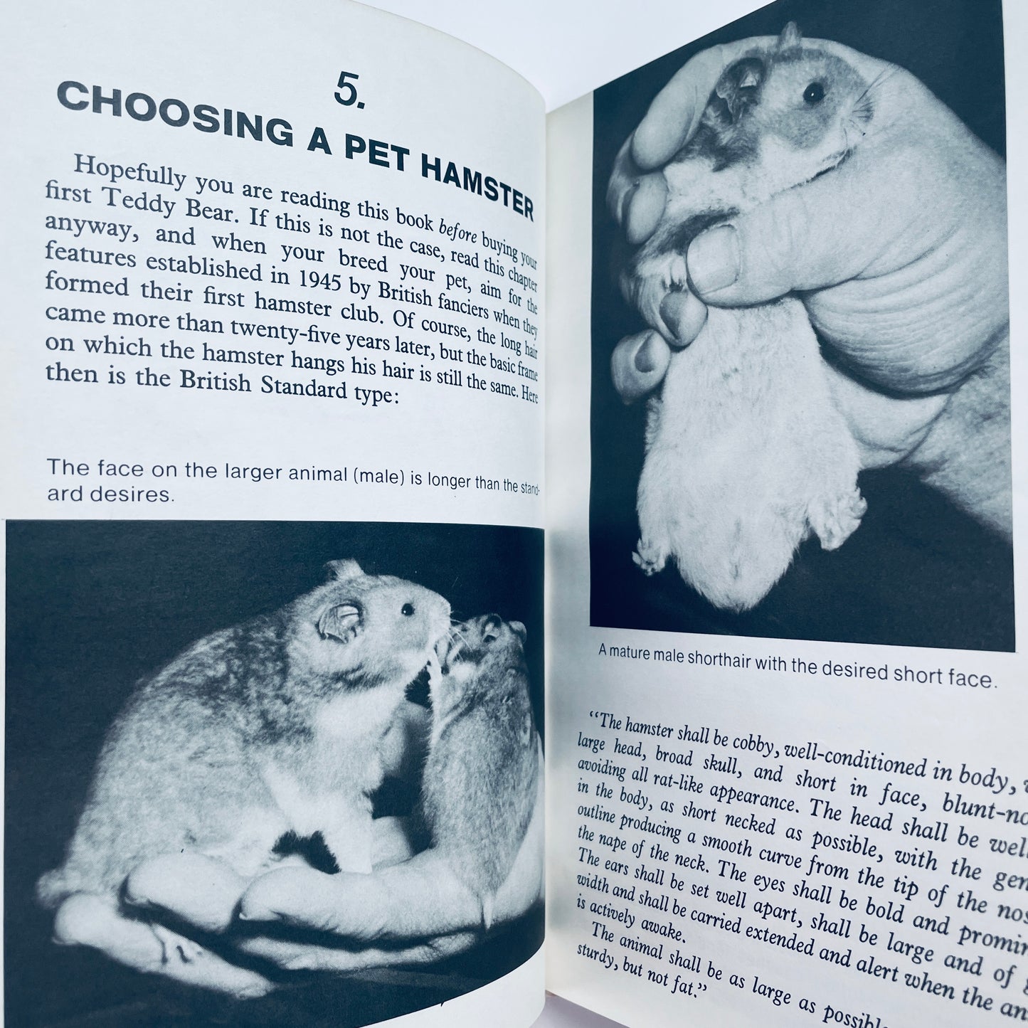 Teddy Bear Hamsters