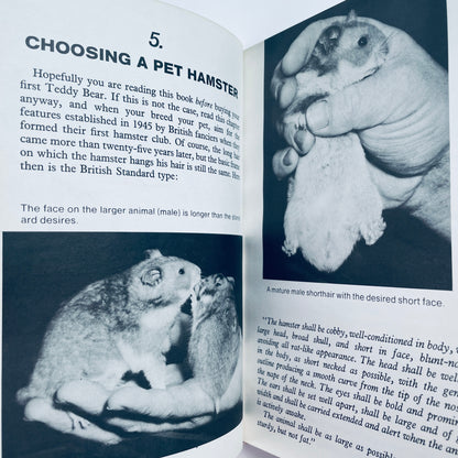Teddy Bear Hamsters